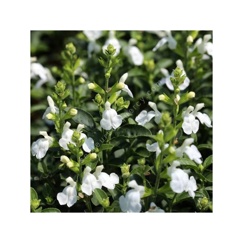 Salvia greggii 'Mirage Blanche' - Sauge de Gregg blanche