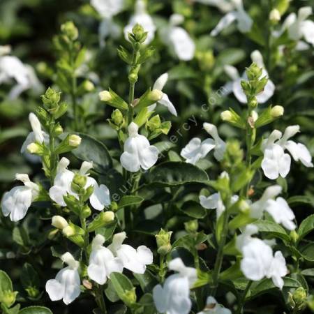 Salvia greggii 'Mirage Blanche' - Sauge de Gregg blanche