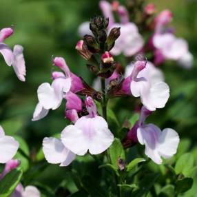 Salvia greggii 'Mirage Rose Clair' - Sauge arbustive compacte rose