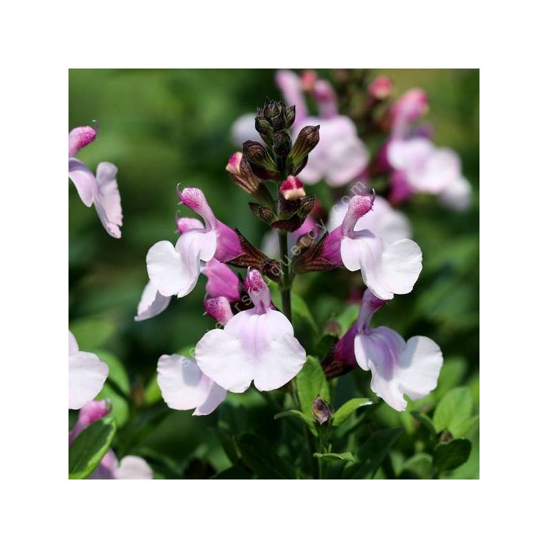 Salvia greggii 'Mirage Rose Clair' - Sauge arbustive compacte rose