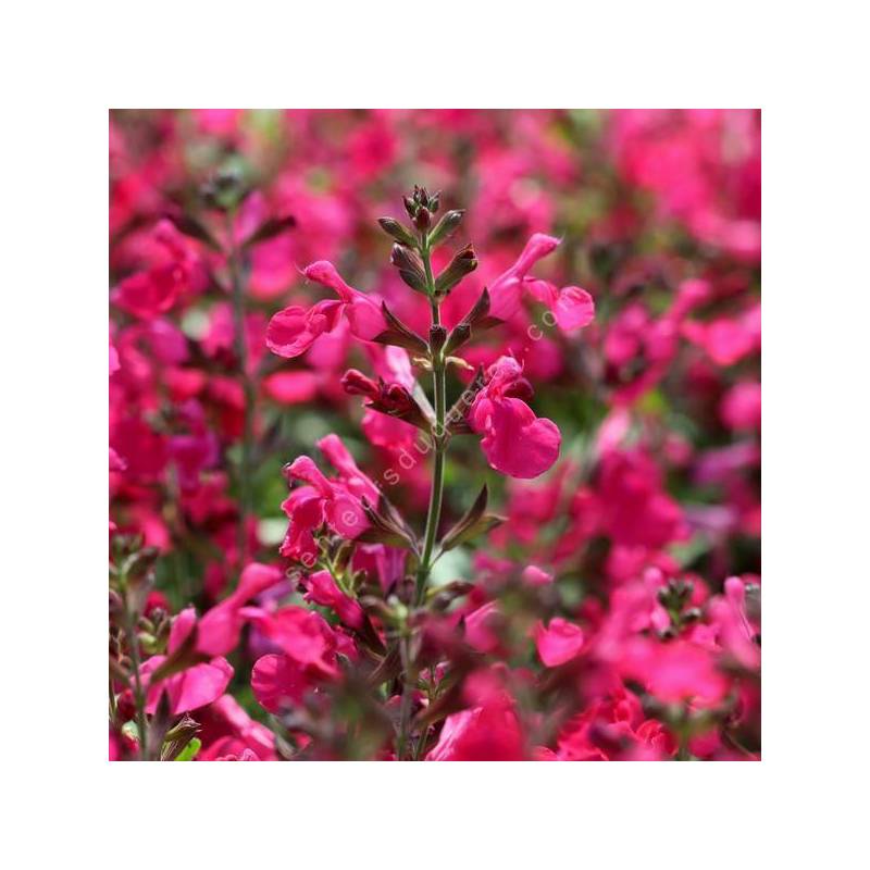 Salvia greggii 'Mirage Rose Foncé' - Sauge arbustive compacte rose