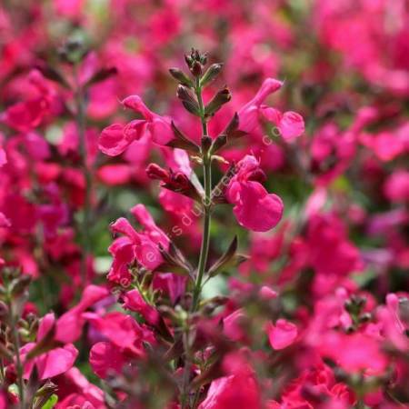 Salvia greggii 'Mirage Rose Foncé' - Sauge arbustive compacte rose