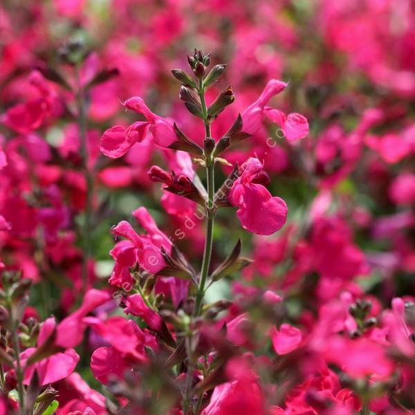 Salvia greggii 'Mirage Rose Foncé' - Sauge arbustive compacte rose Salvia greggii 'Mirage Rose Foncé' - Sauge arbustive compacte rose