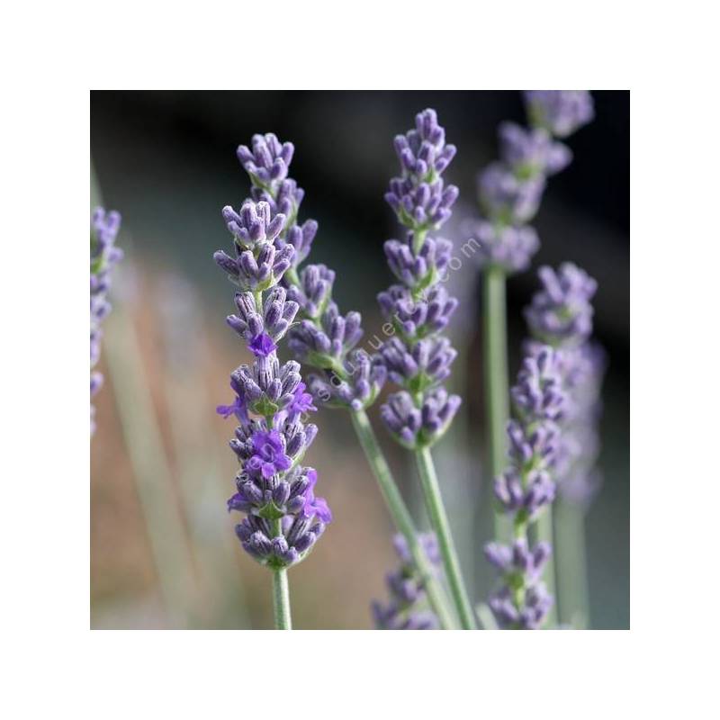 Lavandula x chaytorae 'Kathleen Elizabeth' - Lavande grise