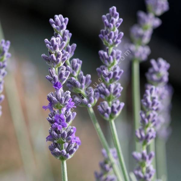 Lavandula x chaytorae 'Kathleen Elizabeth' - Lavande grise