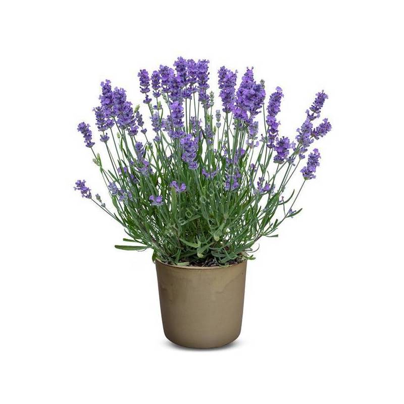 Lavandula angustifolia 'Bleu Clair' - Vraie Lavande