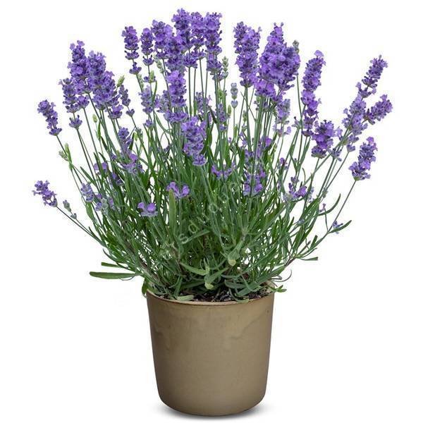 Lavandula angustifolia 'Bleu Clair' - Vraie Lavande