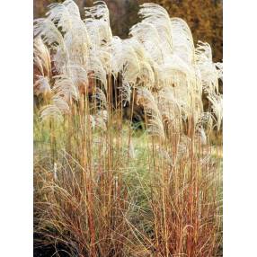 Miscanthus sinensis 'Graziella'