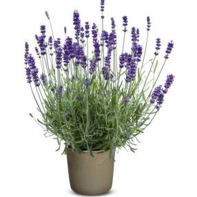 Lavandula angustifolia 'Power Blue' - Vraie Lavande