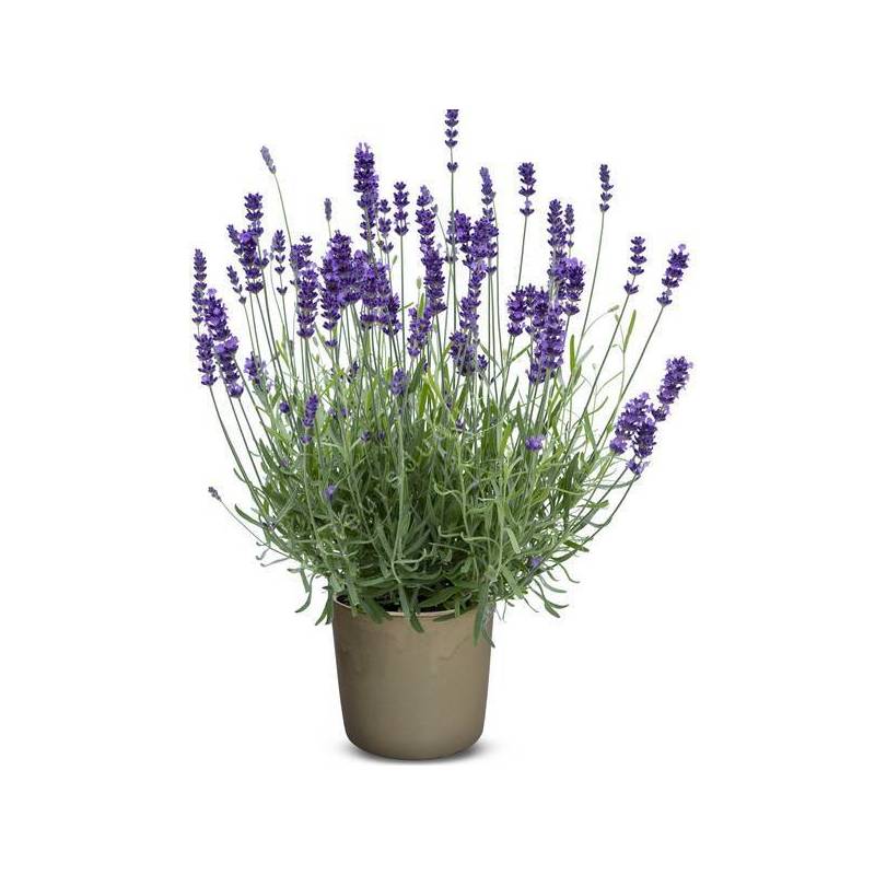 Lavandula angustifolia 'Power Blue' - Vraie Lavande