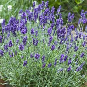 Lavandula angustifolia 'Oxford Gem' - Vraie Lavande