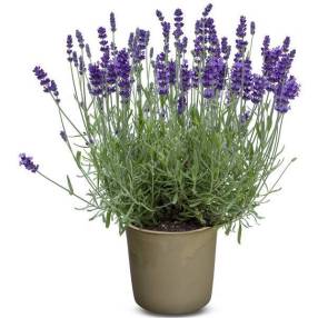 Lavandula angustifolia 'Bleu Foncé' - Vraie Lavande