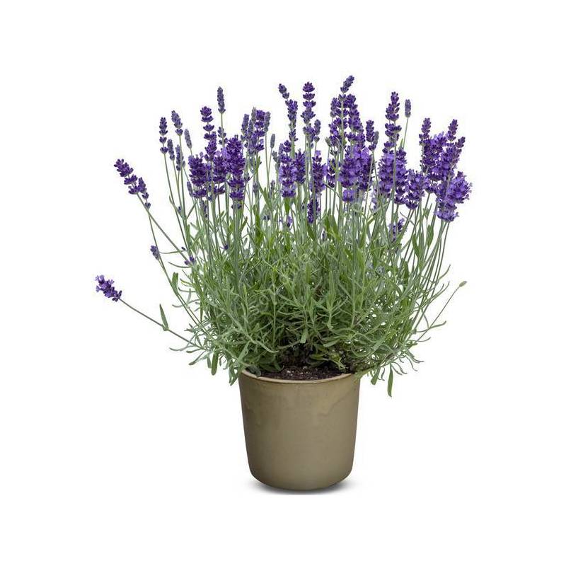 Lavandula angustifolia 'Bleu Foncé' - Vraie Lavande