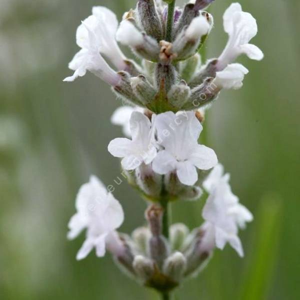 Lavandula angustifolia 'Eté Blanc' - Lavande blanche