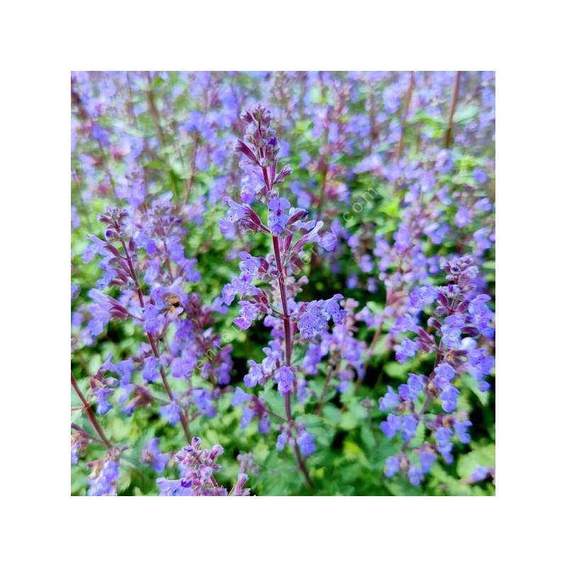 Nepeta 'Purrsian Blue' - Herbe à chat