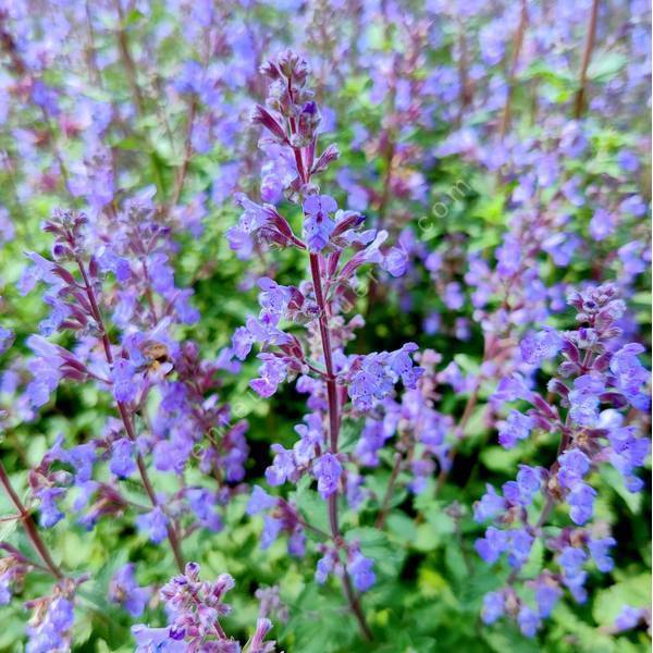 Nepeta x faassenii 'Purrsian Blue' - Herbe à chat vivace de jardin sec