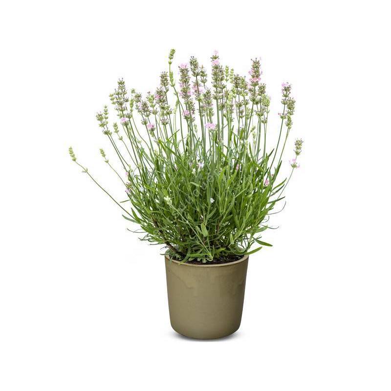 Lavandula angustifolia 'Rose' - Vraie Lavande