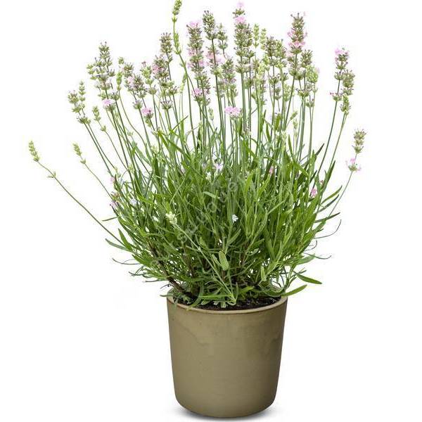 Lavandula angustifolia 'Rose' - Vraie Lavande