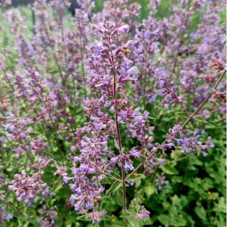 Nepeta 'Cat's Meow' - Herbe à chat