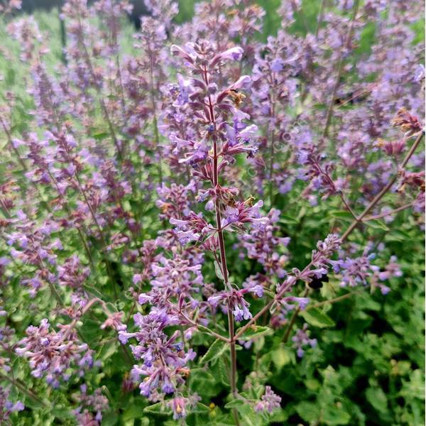 Nepeta 'Cat's Meow' - Herbe à chat