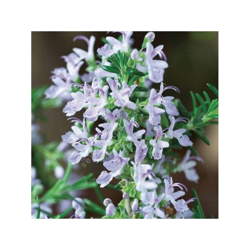 Rosmarinus officinalis 'Blue Rain' - Romarin tapissant