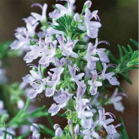 Rosmarinus officinalis 'Blue Rain' - Romarin tapissant