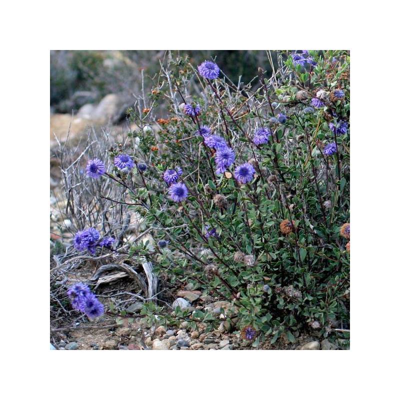 Globularia alypum