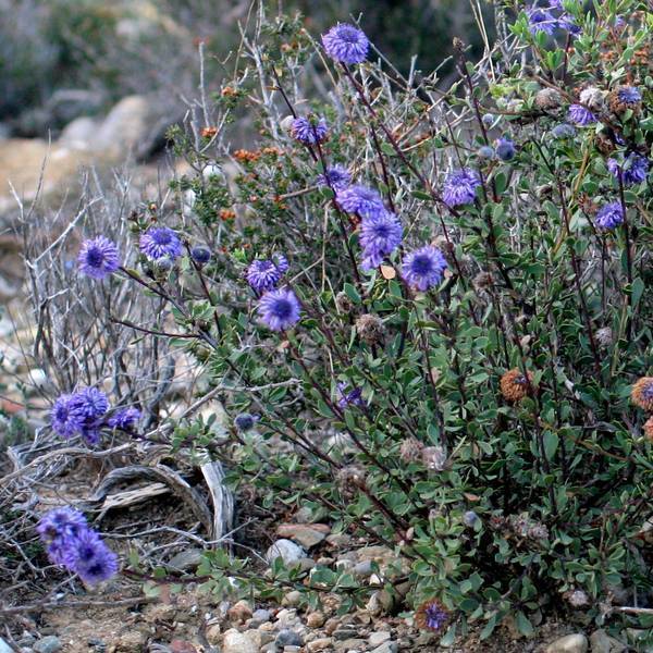 Globularia alypum