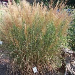 Miscanthus sinensis 'Kleine Silberspinne'