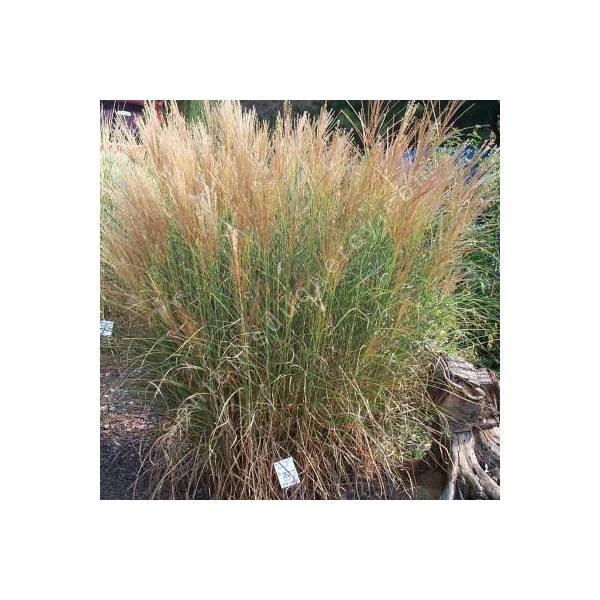 Miscanthus sinensis 'Kleine Silberspinne'