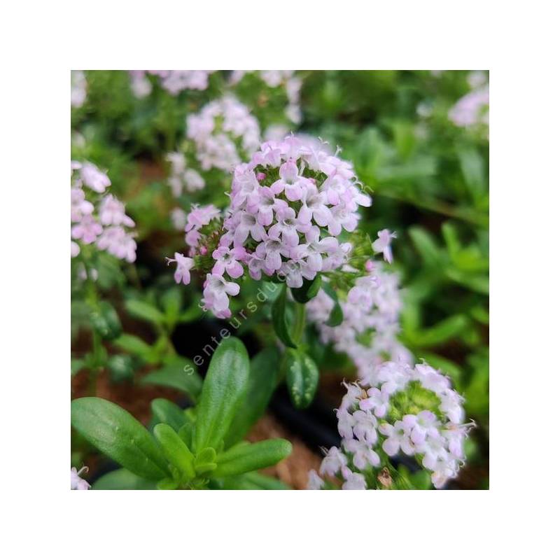 Thymus longicaulis - Thym à longues tiges