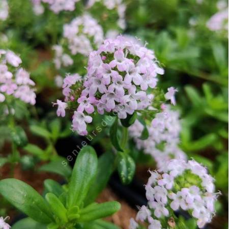 Thymus longicaulis - Thym à longues tiges