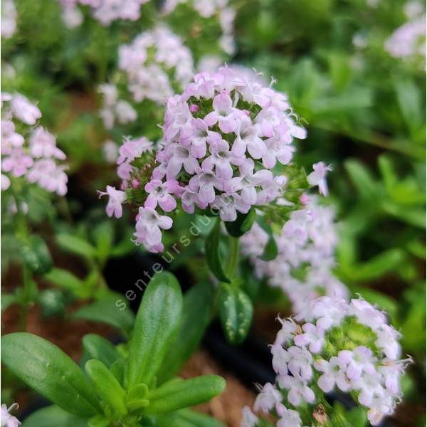 Thym aromatique couvre-sol à longues tiges - Thymus longicaulis