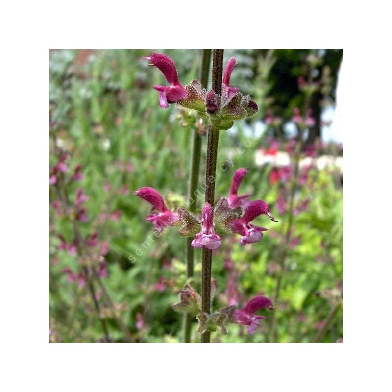 Salvia viscosa Sauge visqueuse en fleurs