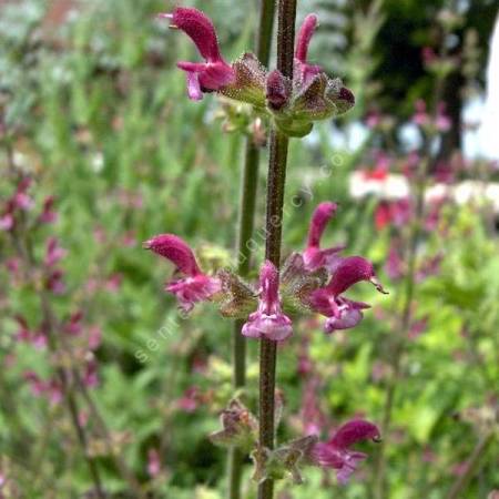 Salvia viscosa Sauge visqueuse en fleurs