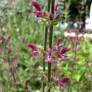Salvia viscosa - Sauge visqueuse