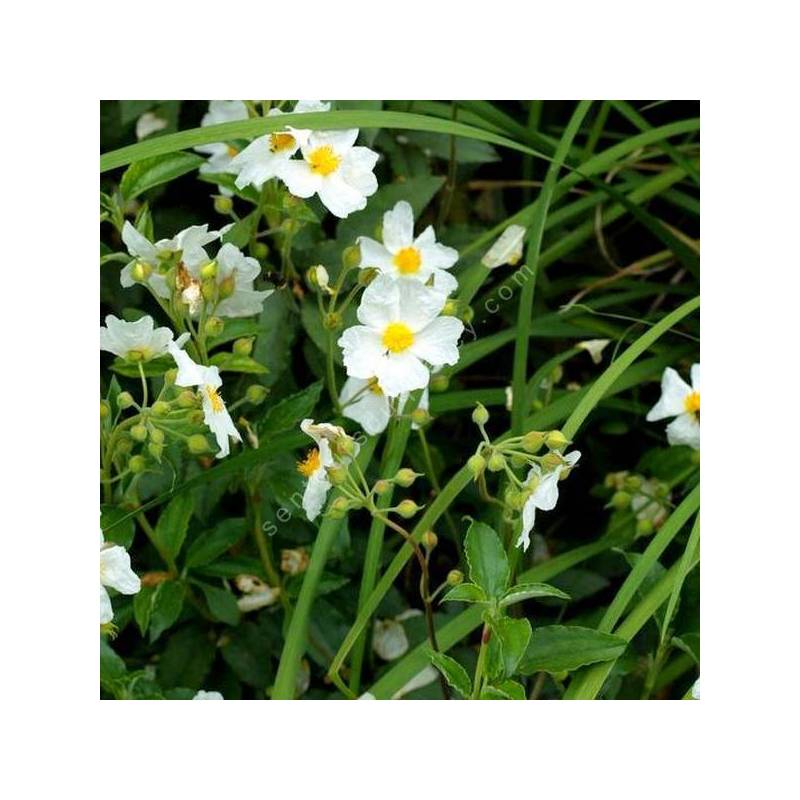 Cistus laurifolius subsp. atlanticus - Ciste de l'Atlas