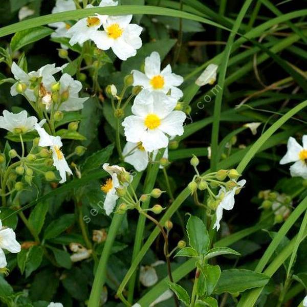 Cistus laurifolius subsp. atlanticus - Ciste de l'Atlas