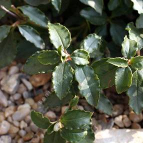 Cistus laurifolius subsp. atlanticus - Ciste de l'Atlas