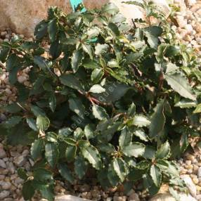 Cistus laurifolius subsp. atlanticus - Ciste de l'Atlas