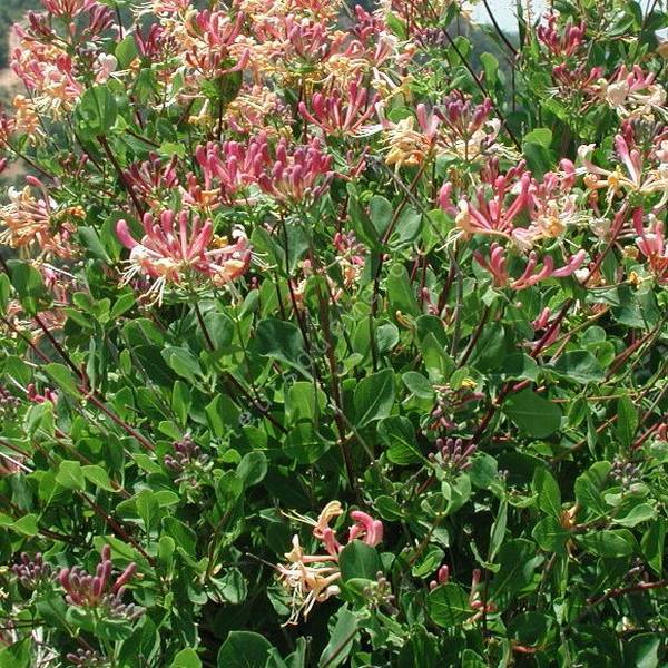 Lonicera implexa - Chèvrefeuille des Baléares