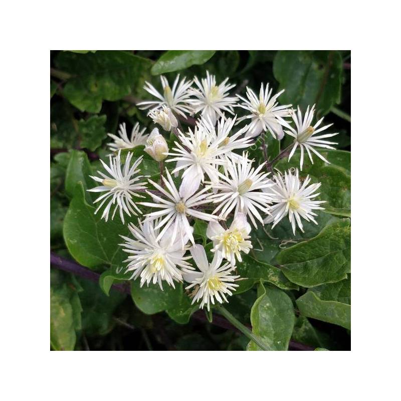 Clematis vitalba - Vigne blanche