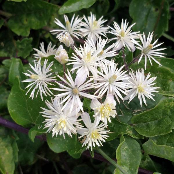 Clematis vitalba - Vigne blanche