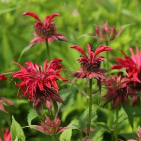 Monarda fistulosa 'Gardenview Scarlet' - Bergamote fistuleuse rouge