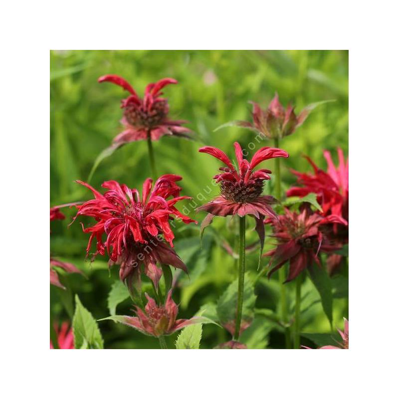 Monarda  'Gardenview Scarlet' - Bergamote à fleur rouge