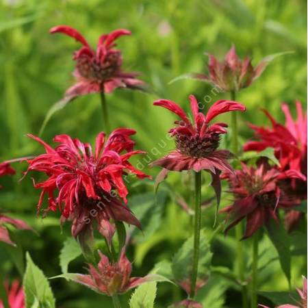 Monarda  'Gardenview Scarlet' - Bergamote à fleur rouge