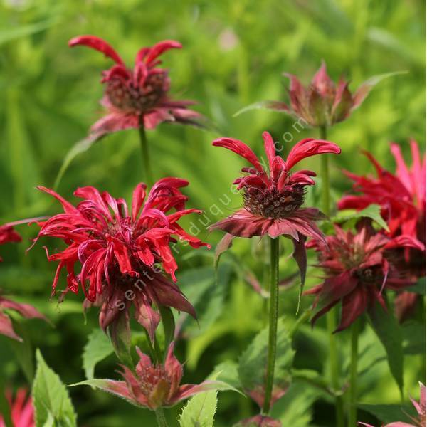 Monarda 'Gardenview Scarlet' - Bergamote à fleur rouge Monarda 'Gardenview Scarlet' - Bergamote à fleur rouge
