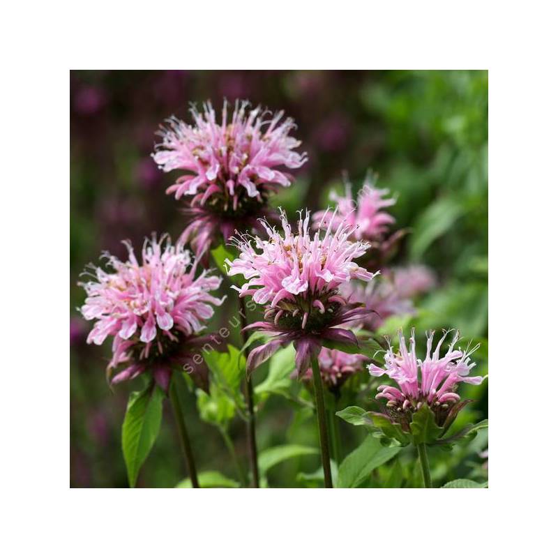 Monarda 'Beauty of Cobham' - Bergamote à fleur rose