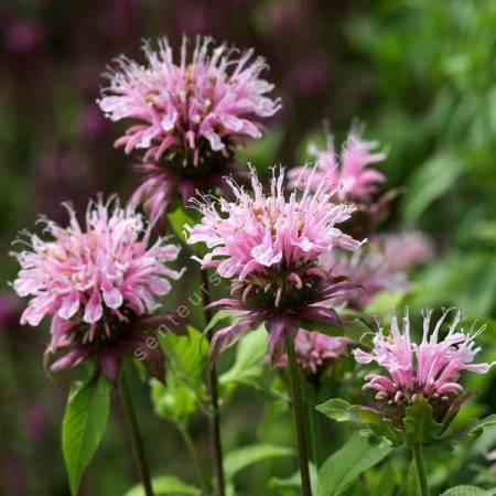 Monarda 'Beauty of Cobham' - Bergamote à fleur rose