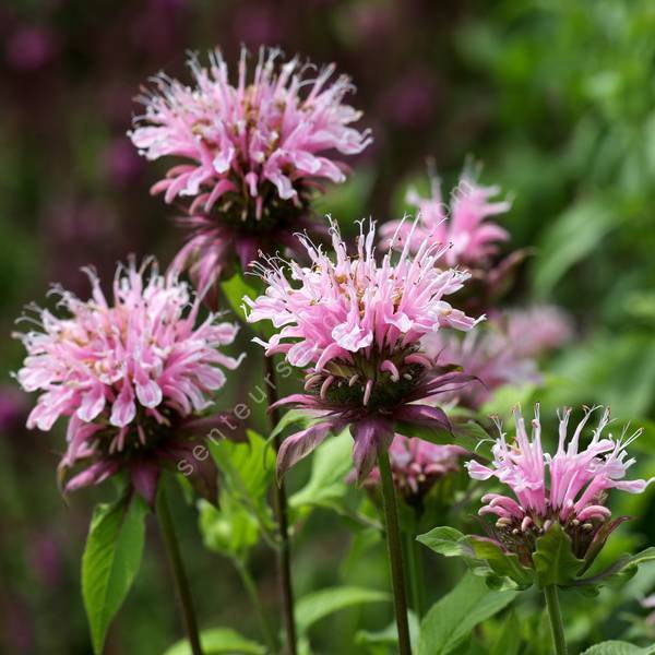 Monarda 'Beauty of Cobham' - Bergamote à fleur rose Monarda 'Beauty of Cobham' - Bergamote à fleur rose
